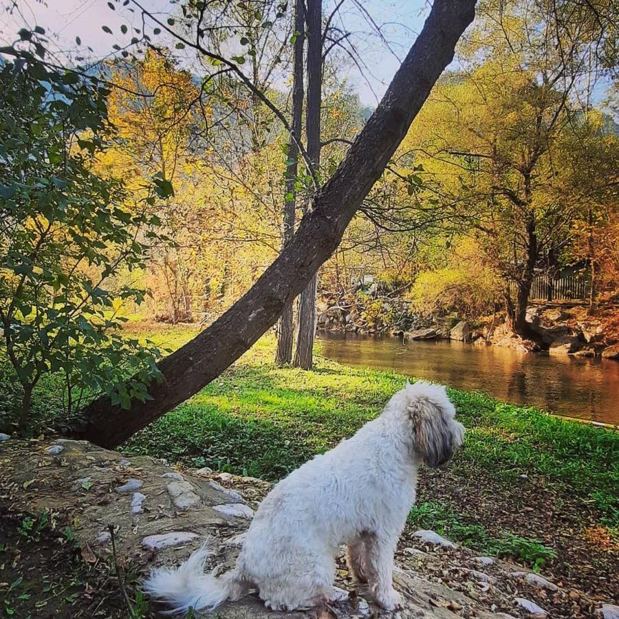 Golemi Kamik Pirot Vlasi 외부 사진